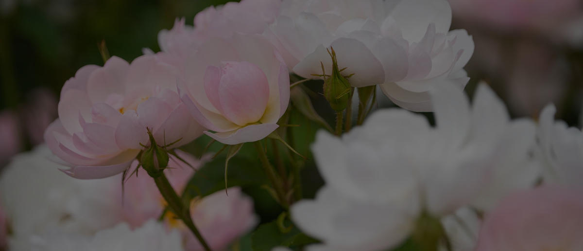 RosenHaus Blumen