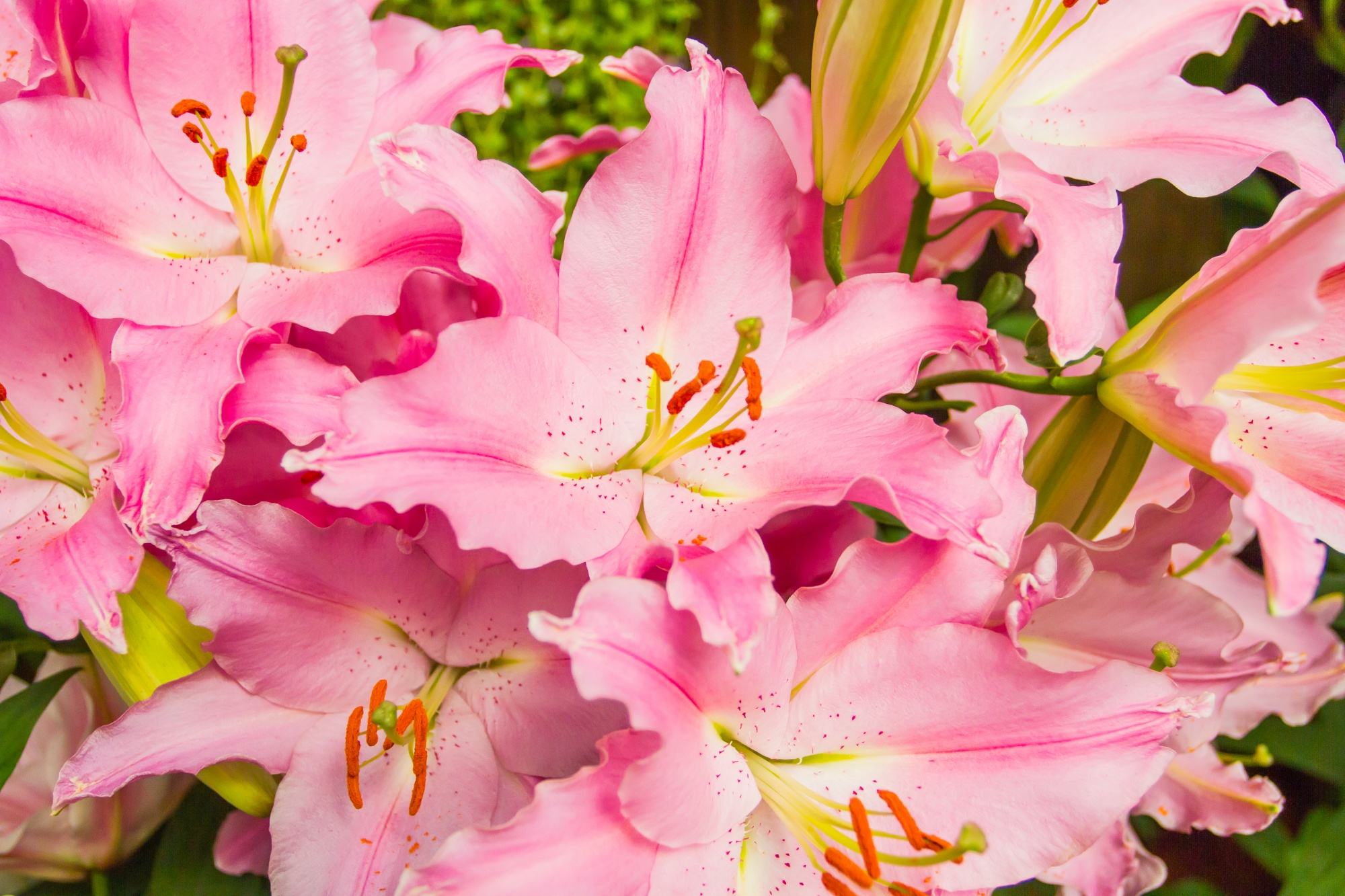 Lilien