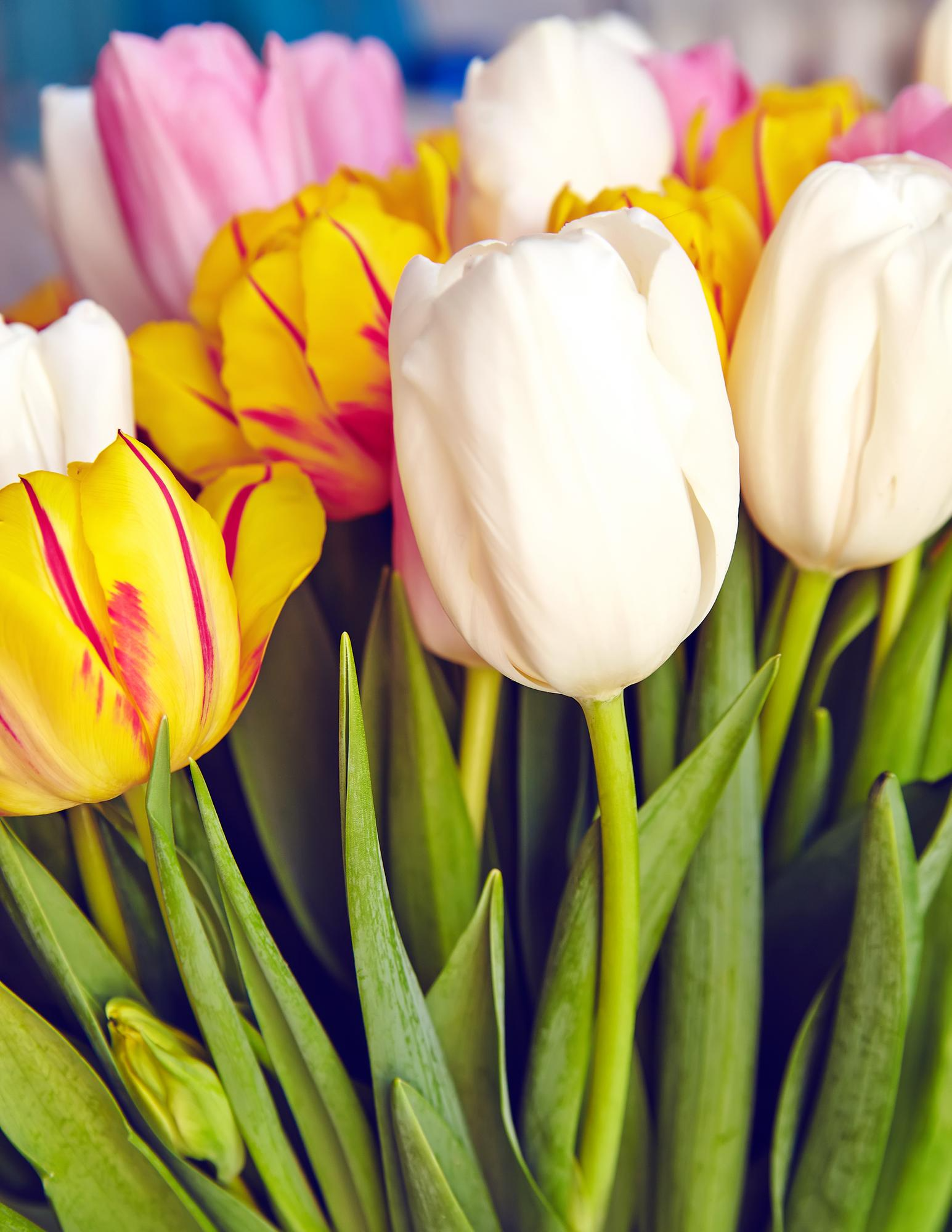 Tulpen