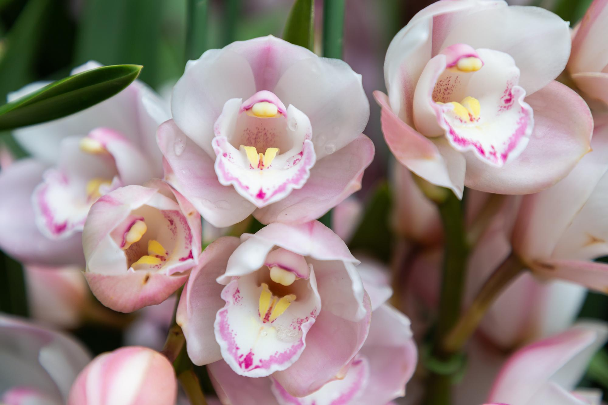 Orchideen