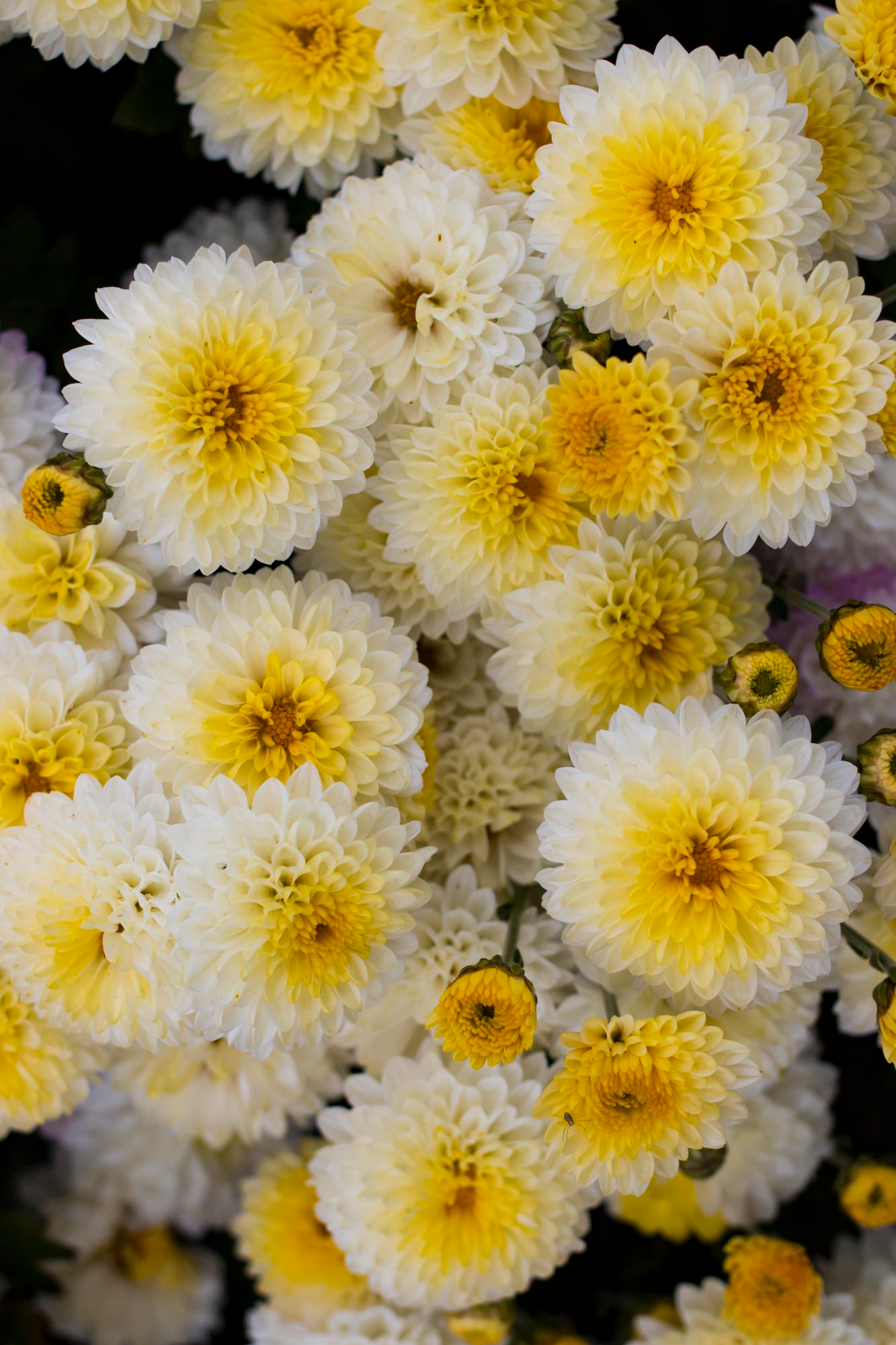 Chrysanthemen